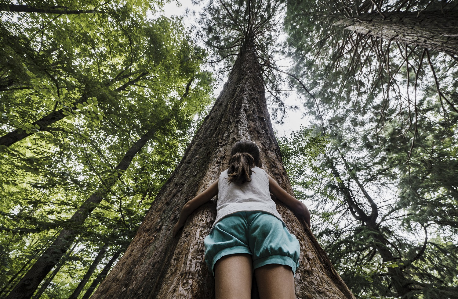 Tree hugging CaixaBank lanza la ‘Convocatoria de Medioambiente’ para apoyar proyectos de mejora del patrimonio natural en toda España