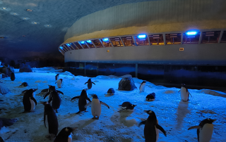 Signify ilumina pinguinos Faunia