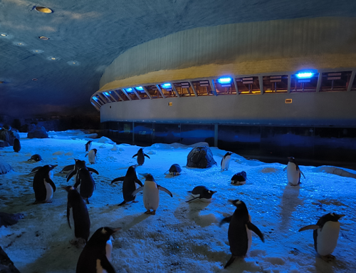 Gracias a Signify, los pingüinos de FAUNIA disfrutan de una renovada iluminación adaptada a cada momento del día