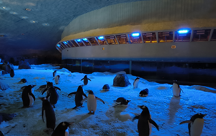 Signify ilumina pinguinos Faunia