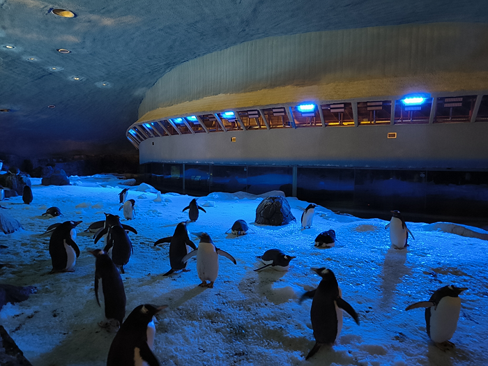 Gracias a Signify, los pingüinos de FAUNIA disfrutan de una renovada iluminación adaptada a cada momento del día