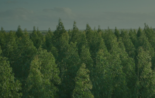 Suma Capital neutralidad emisiones