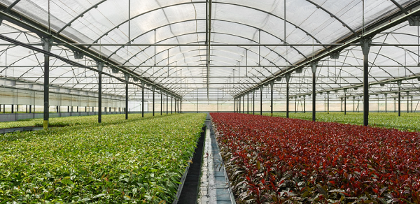 Nexus y Agromillora Nexus Energía, socio energético de Agromillora