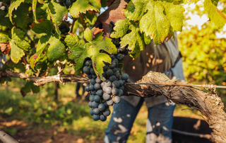 BBVA lanza un monográfico sobre la sostenibilidad en el sector