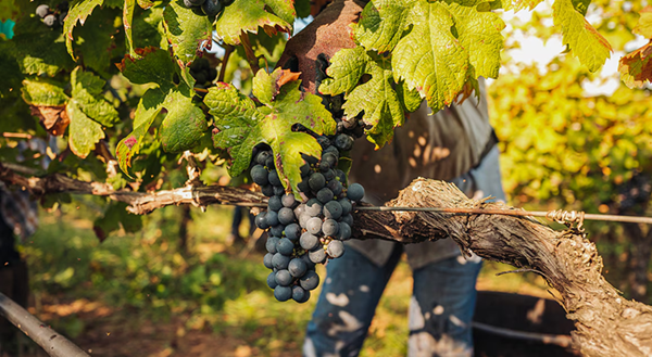 BBVA lanza un monográfico sobre la sostenibilidad en el sector