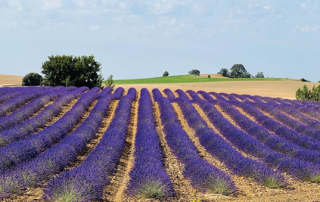 Ener2crowd entra en el sector de la agricultura sostenible