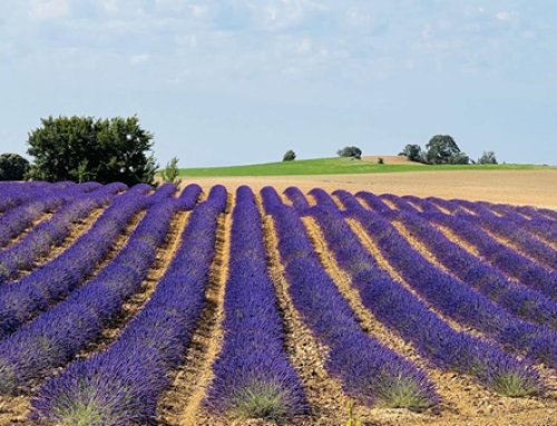 Ener2crowd entra en el sector de la agricultura sostenible con proyectos que ofrecen rendimientos anuales de hasta el 10%