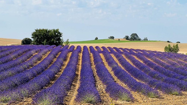 ener2crowd agricultura Ener2crowd entra en el sector de la agricultura sostenible