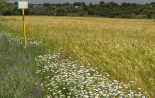Nedgia, distribuidora de gas de grupo Naturgy, ha puesto en marcha en la localidad berciana de Castropodame un sistema innovador de mantenimiento del trazado de su gasoducto basado en el pastoreo controlado