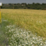 Nedgia, distribuidora de gas de grupo Naturgy, ha puesto en marcha en la localidad berciana de Castropodame un sistema innovador de mantenimiento del trazado de su gasoducto basado en el pastoreo controlado