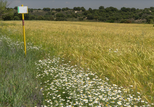 Nedgia, distribuidora de gas de grupo Naturgy, ha puesto en marcha en la localidad berciana de Castropodame un sistema innovador de mantenimiento del trazado de su gasoducto basado en el pastoreo controlado